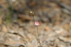 Thelymitra rubra