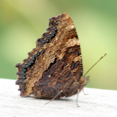 Nymphalis polychloros