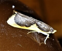 Prooedema inscisalis