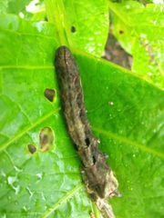 Spodoptera litura