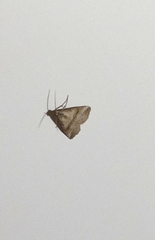 Zebeeba falsalis