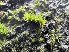 Orthotrichum anomalum