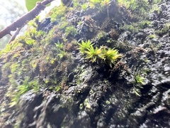 Orthotrichum anomalum