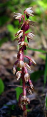 Corallorhiza striata