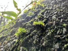 Orthotrichum anomalum