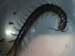 Cormocephalus