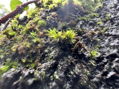 Orthotrichum anomalum