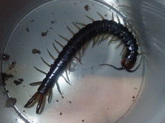 Cormocephalus