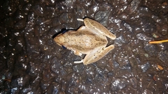 Litoria latopalmata