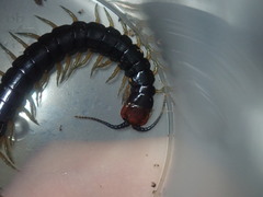 Cormocephalus