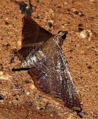 Endotricha approximalis