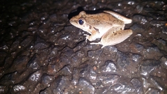 Litoria latopalmata