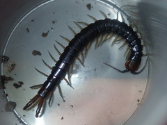 Cormocephalus