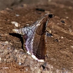 Endotricha approximalis