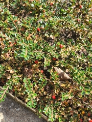 Cotoneaster horizontalis