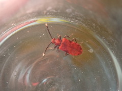 Lemodes coccinea