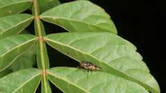 Stomorhina discolor
