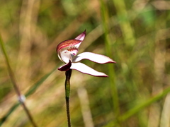 Caladenia moschata