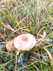 Macrolepiota mastoidea