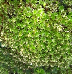Mniaceae
