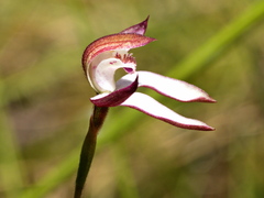 Caladenia moschata