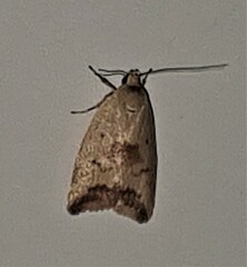 Ageletha elaeodes