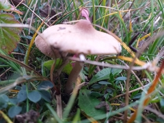 Macrolepiota mastoidea