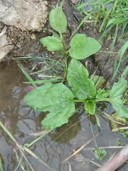 Plantago major