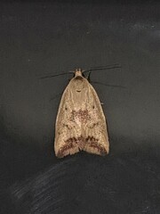Ageletha elaeodes