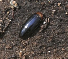 Pseudomorphini