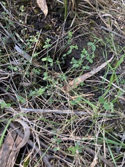 Gonocarpus tetragynus