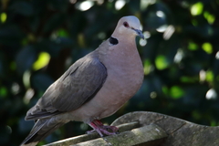 Streptopelia semitorquata