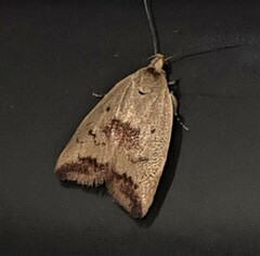 Ageletha elaeodes