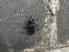 Anoplophora chinensis