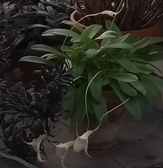 Specklinia