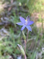 Thelymitra