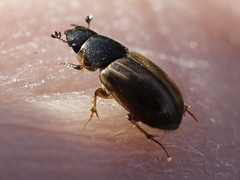 Melinopterus