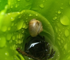 Bradybaena similaris