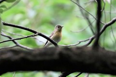 Ficedula mugimaki