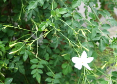 Jasminum officinale
