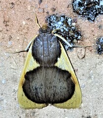 Prooedema inscisalis