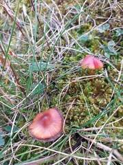 Hygrocybe acutoconica