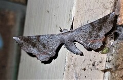 Parepisparis excusata