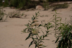 Baccharis salicina