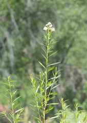 Baccharis salicina