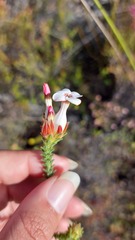 Erica ampullacea