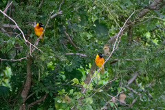 Ploceus melanocephalus