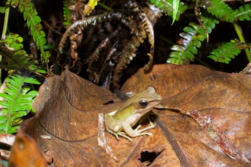 Forest White-lipped Frog