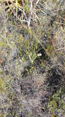 Erica ampullacea