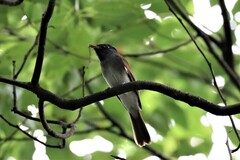 Terpsiphone atrocaudata